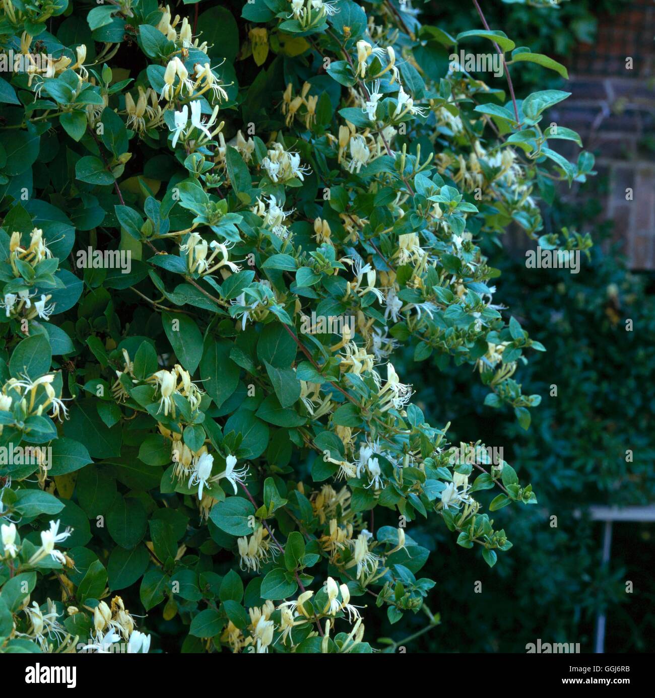 Lonicera japonica - `Halliana' AGM   CLS017554 Stock Photo